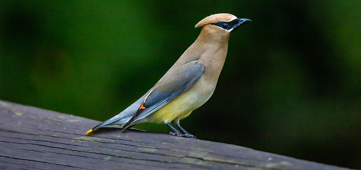 Learn to use Ebird with the Chenango Bird Club